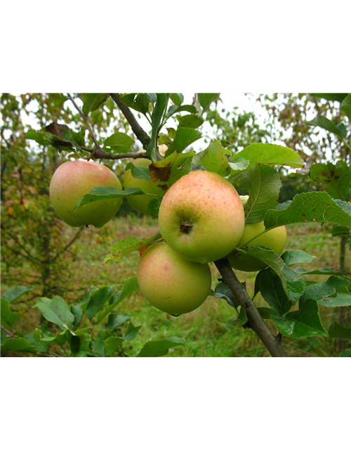 Winterapfel 'Zuccalmagliorenette'