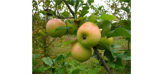 Winterapfel 'Zuccalmagliorenette'