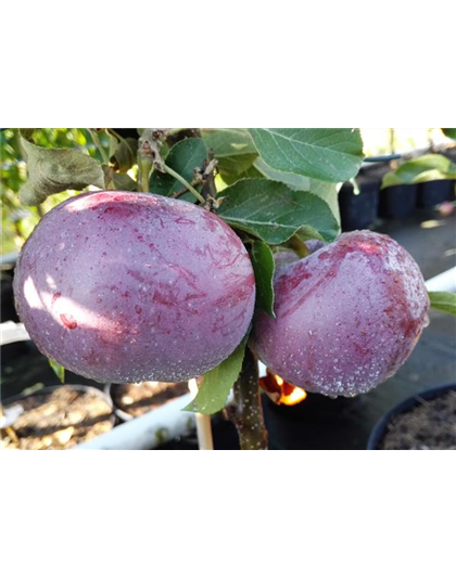 Apfel 'Blauer Kölner'