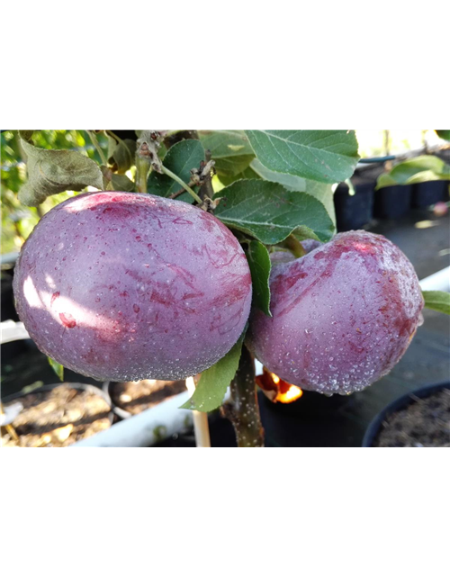 Apfel 'Blauer Kölner'