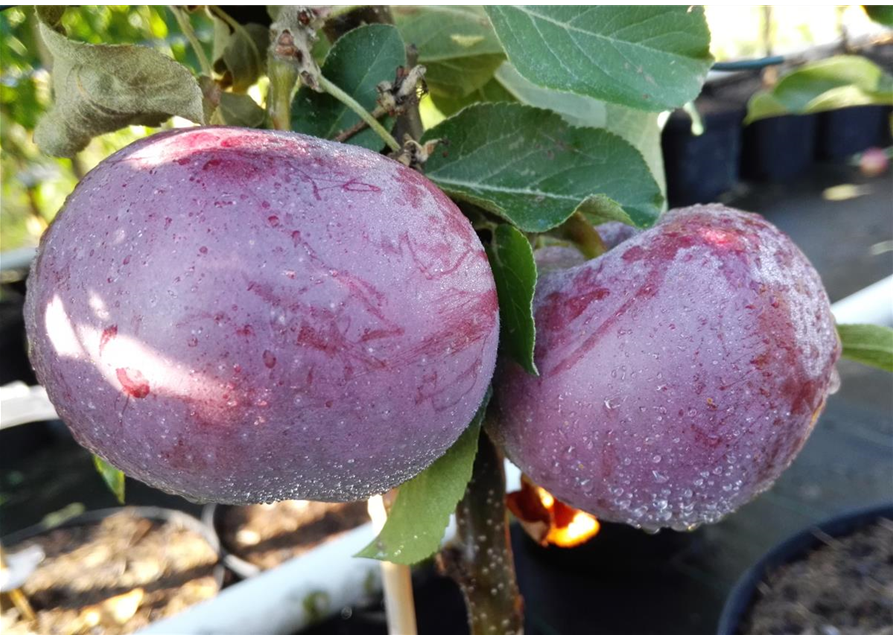 Apfel 'Blauer Kölner'