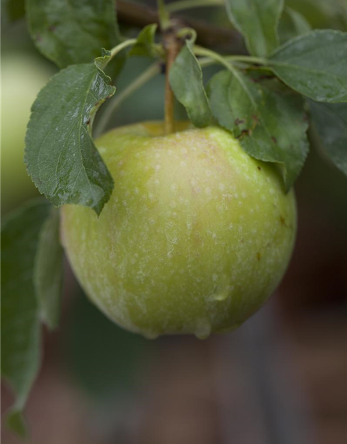 Apfel 'Pinova'(s)