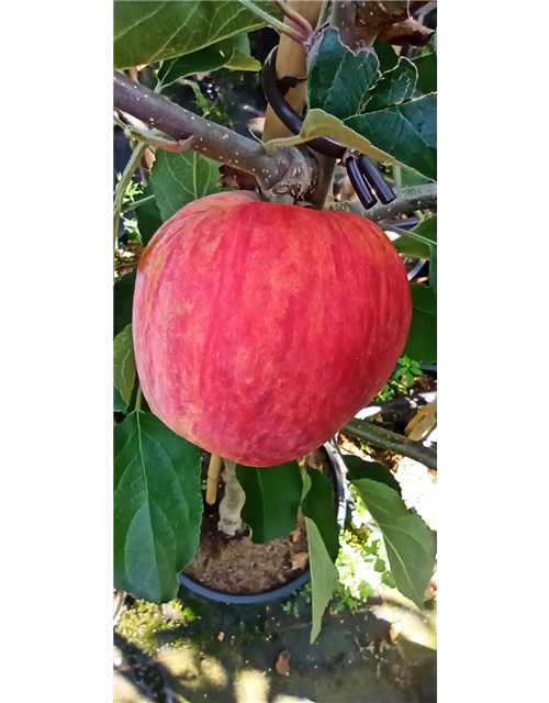 Apfel 'Piros'®