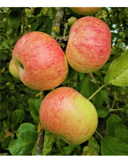 Apfel 'Dülmener Rosenapfel'