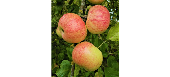 Apfel 'Dülmener Rosenapfel'