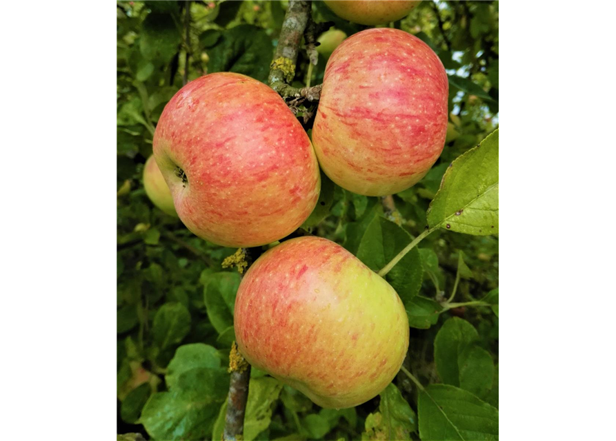 Apfel 'Dülmener Rosenapfel'