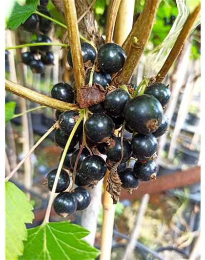 Schwarze Johannisbeere 'Ojebyn'