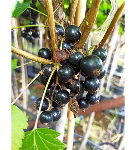 Schwarze Johannisbeere 'Ojebyn'