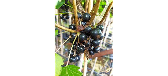 Schwarze Johannisbeere 'Ojebyn'