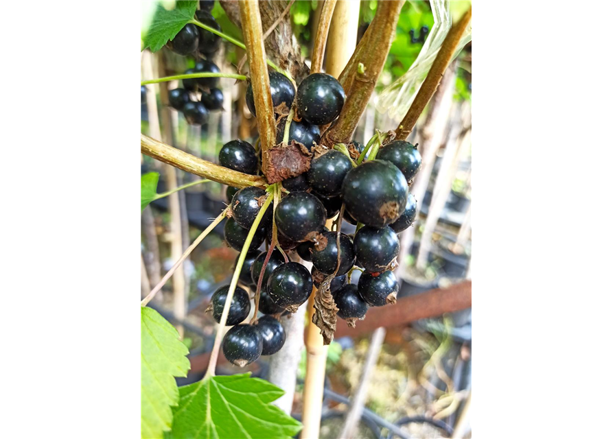 Schwarze Johannisbeere 'Ojebyn'