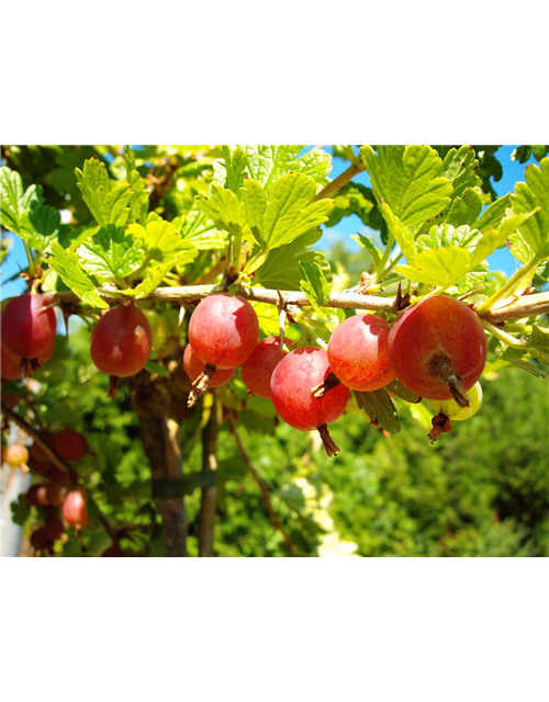 Säulenstachelbeere 'Hinnonmäki' rot