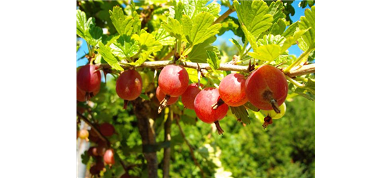 Säulenstachelbeere 'Hinnonmäki' rot