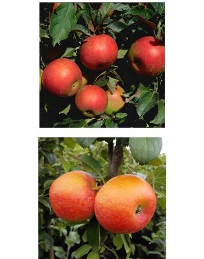 Apfel DUO 'Idared/Alkmene'