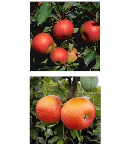 Apfel DUO 'Idared/Alkmene'