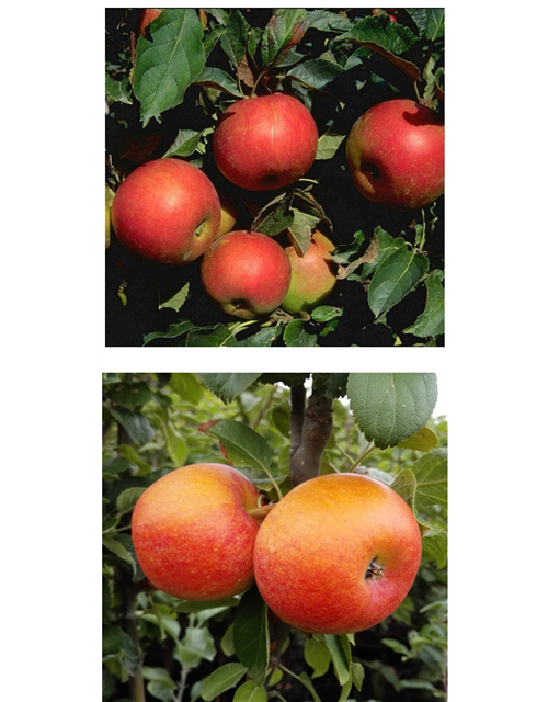 Apfel DUO 'Idared/Alkmene'