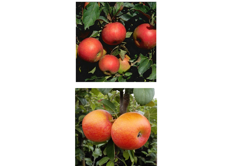 Apfel DUO 'Idared/Alkmene'