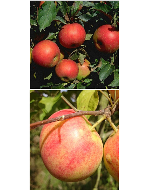 Apfel DUO 'Idared/Geheimrat Oldenburg'