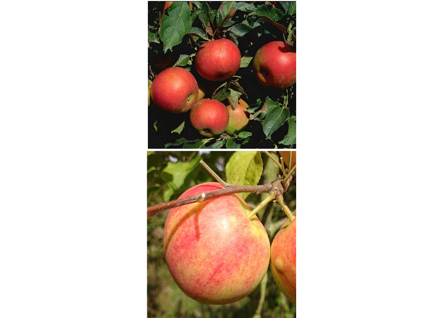 Apfel DUO 'Idared/Geheimrat Oldenburg'