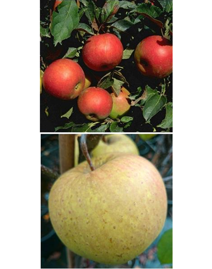 Apfel DUO 'Idared/Gehrers Rambur'