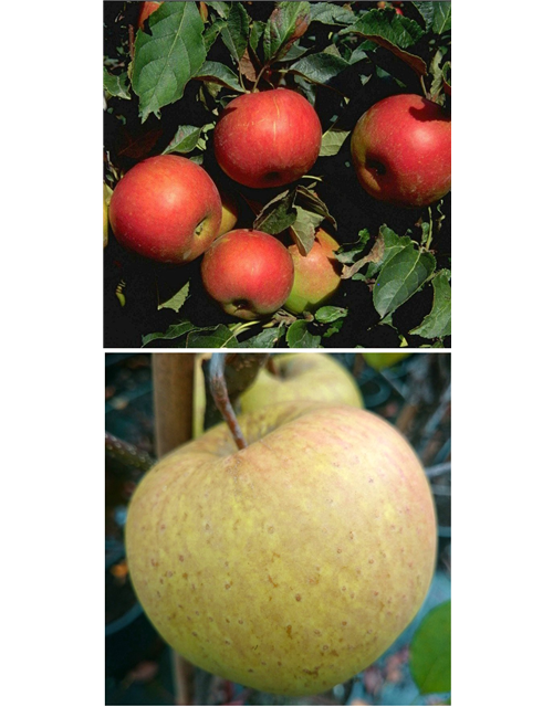 Apfel DUO 'Idared/Gehrers Rambur'