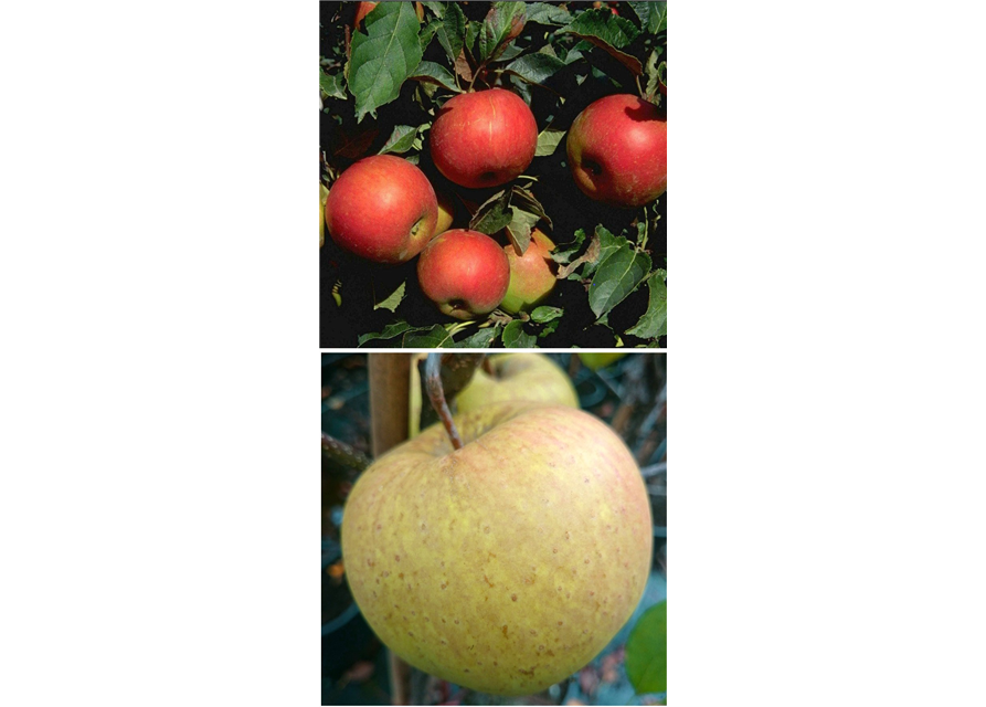 Apfel DUO 'Idared/Gehrers Rambur'