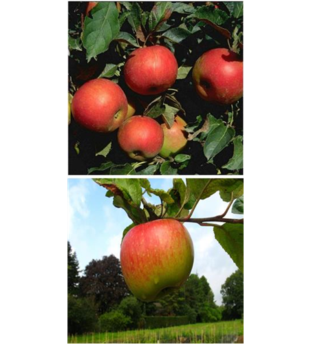 Apfel DUO 'Idared/Juwel von Kirchwerder'