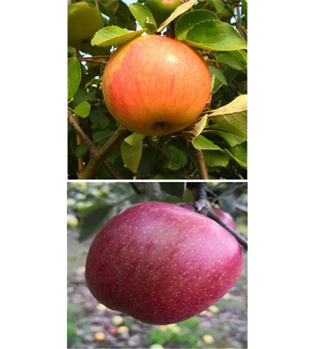 Apfel DUO 'James Grieve/Braeburn'