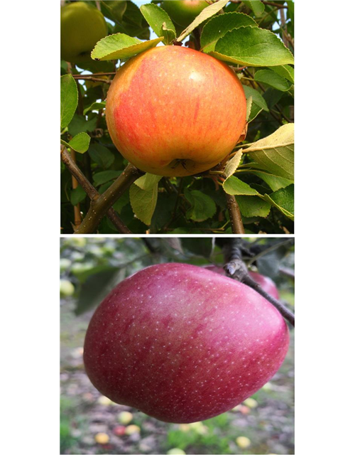 Apfel DUO 'James Grieve/Braeburn'