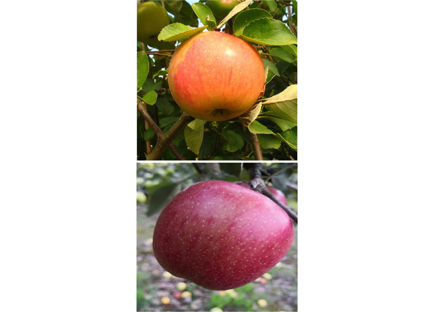 Apfel DUO 'James Grieve/Braeburn'