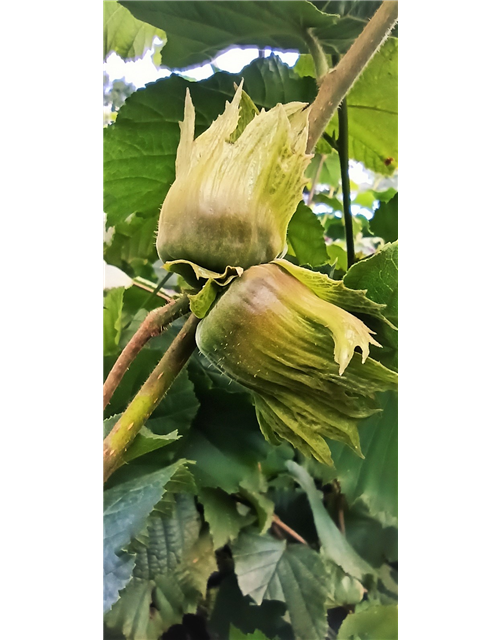 Haselnuss 'Hallesche Riesennuss'