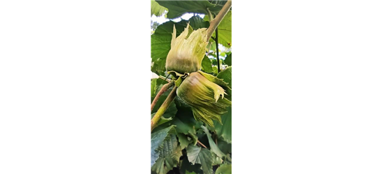 Haselnuss 'Hallesche Riesennuss'