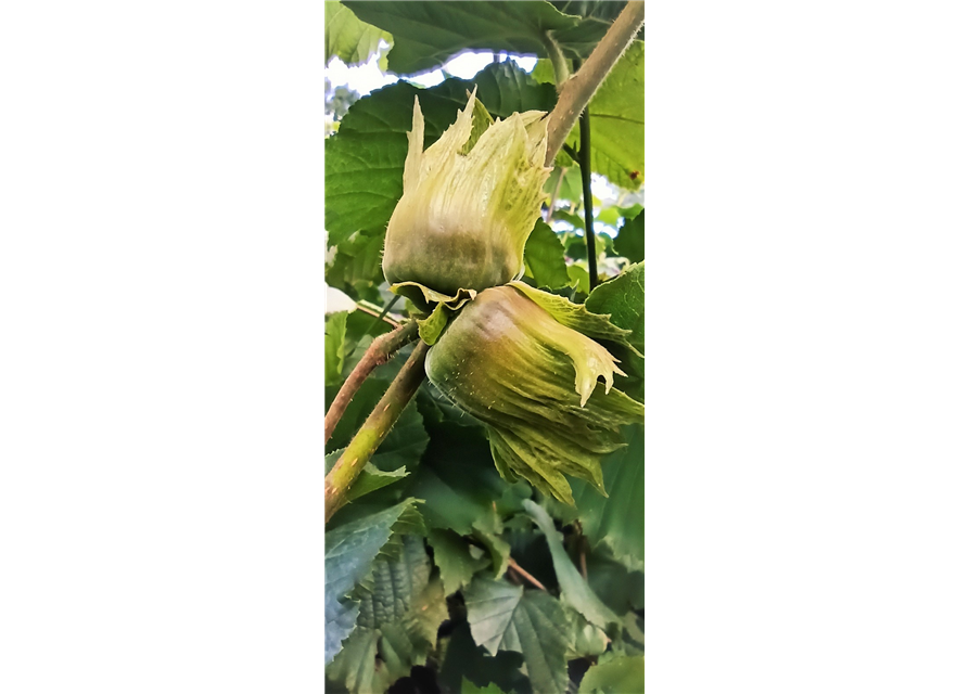 Haselnuss 'Hallesche Riesennuss'