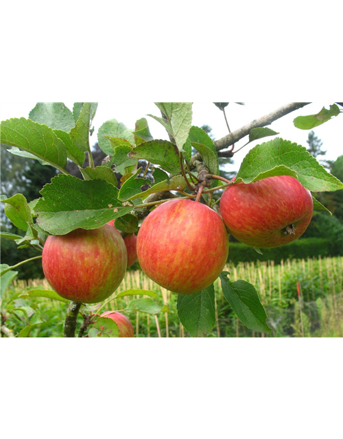 Herbstapfel 'Prinzenapfel'