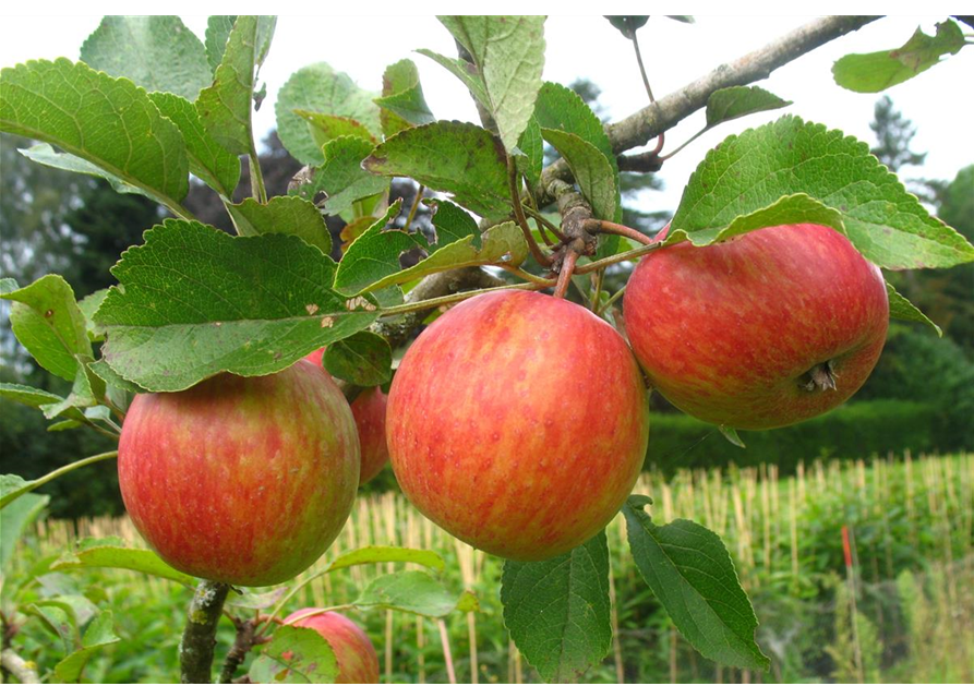 Herbstapfel 'Prinzenapfel'