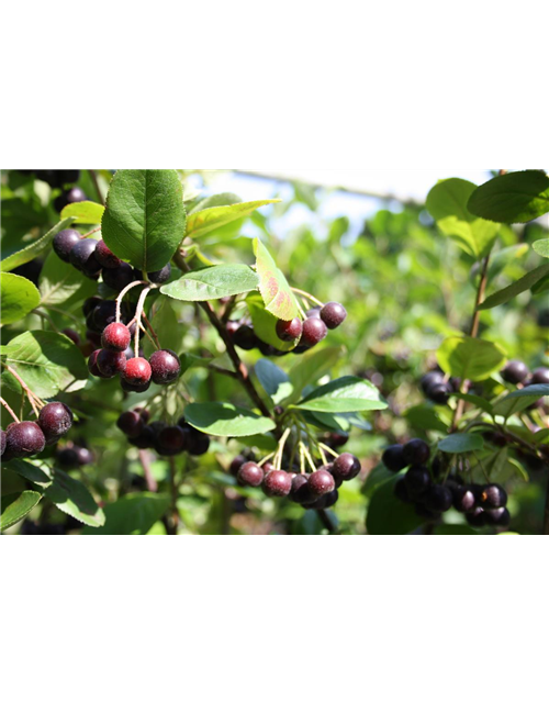 Schwarze Apfelbeere 'Nero'