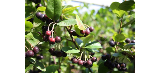 Schwarze Apfelbeere 'Nero'