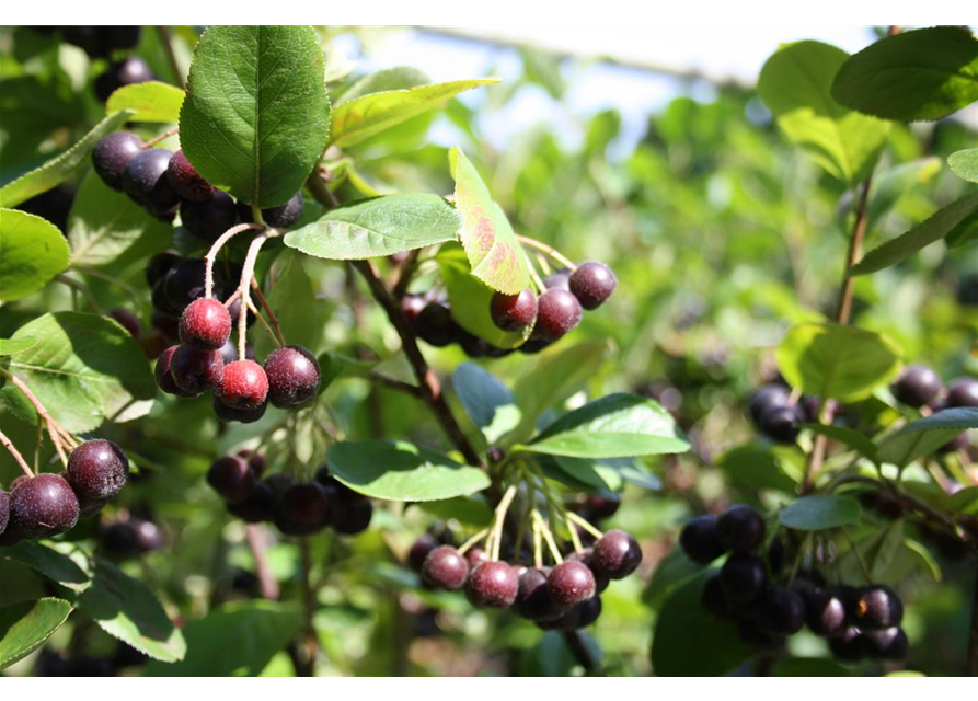 Schwarze Apfelbeere 'Nero'