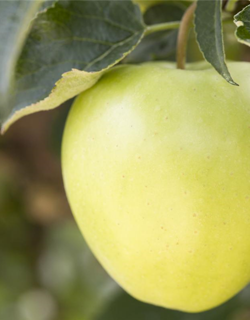 Apfel 'Golden Delicious'