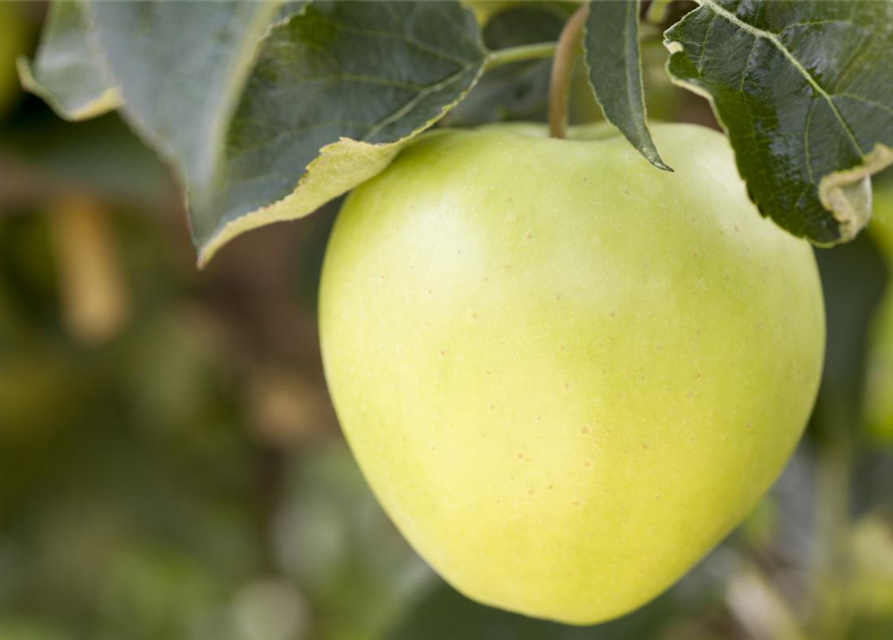 Apfel 'Golden Delicious'