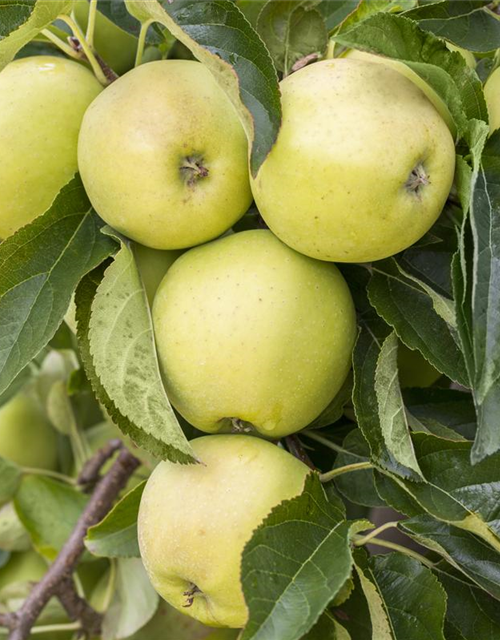 Apfel 'Golden Delicious'