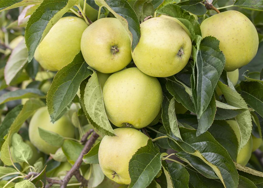 Apfel 'Golden Delicious'