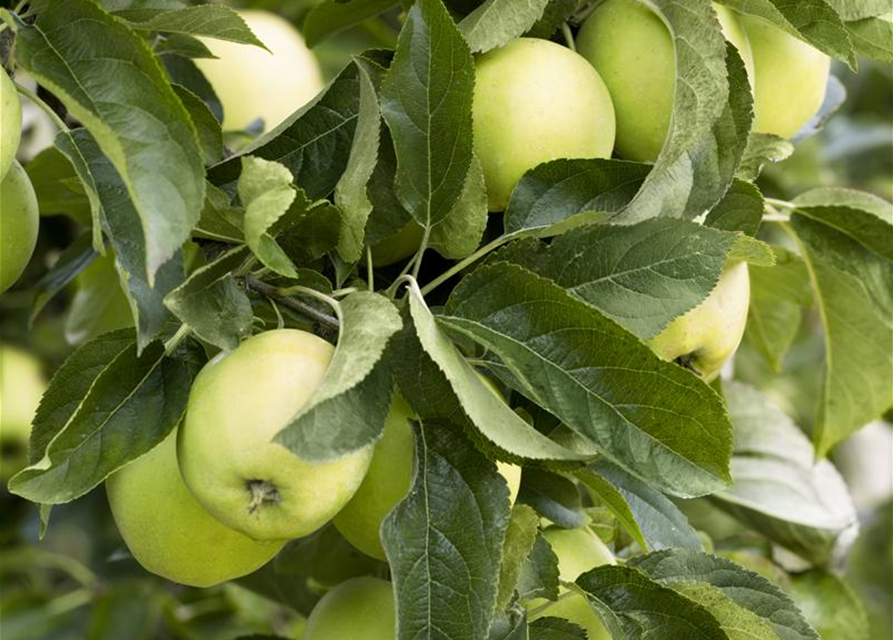 Apfel 'Golden Delicious'