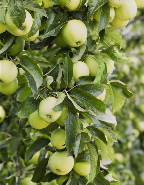 Apfel 'Golden Delicious'