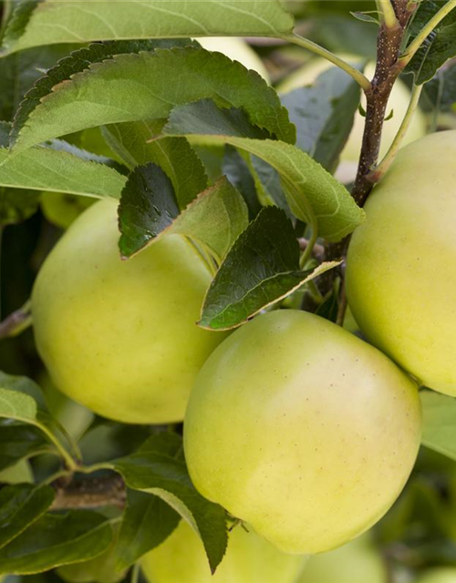 Apfel 'Golden Delicious'