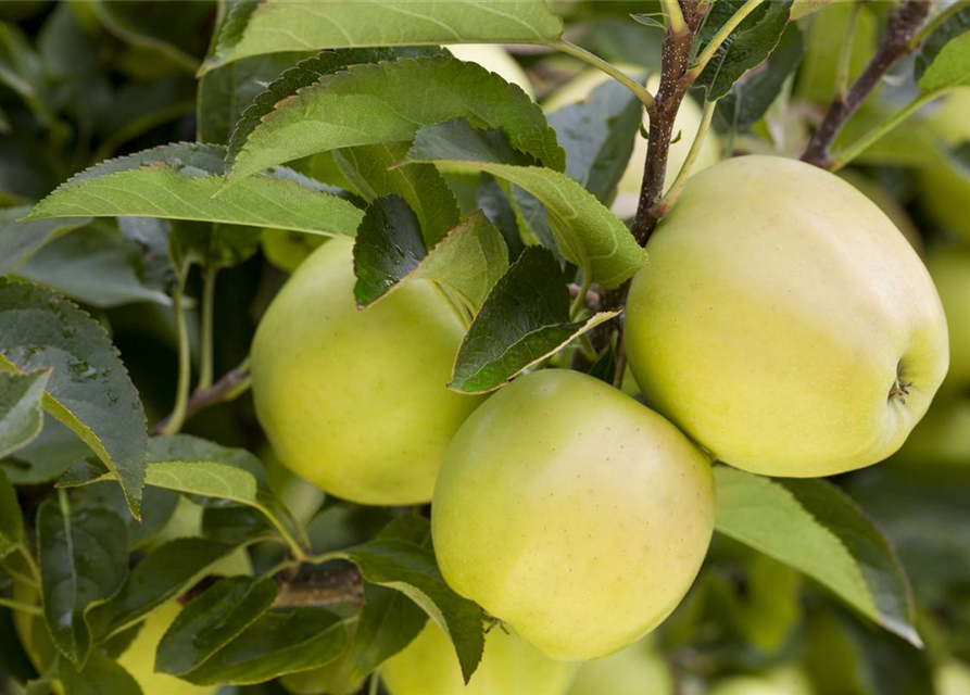 Apfel 'Golden Delicious'