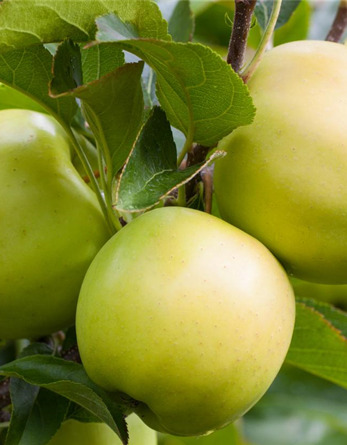 Apfel 'Golden Delicious'