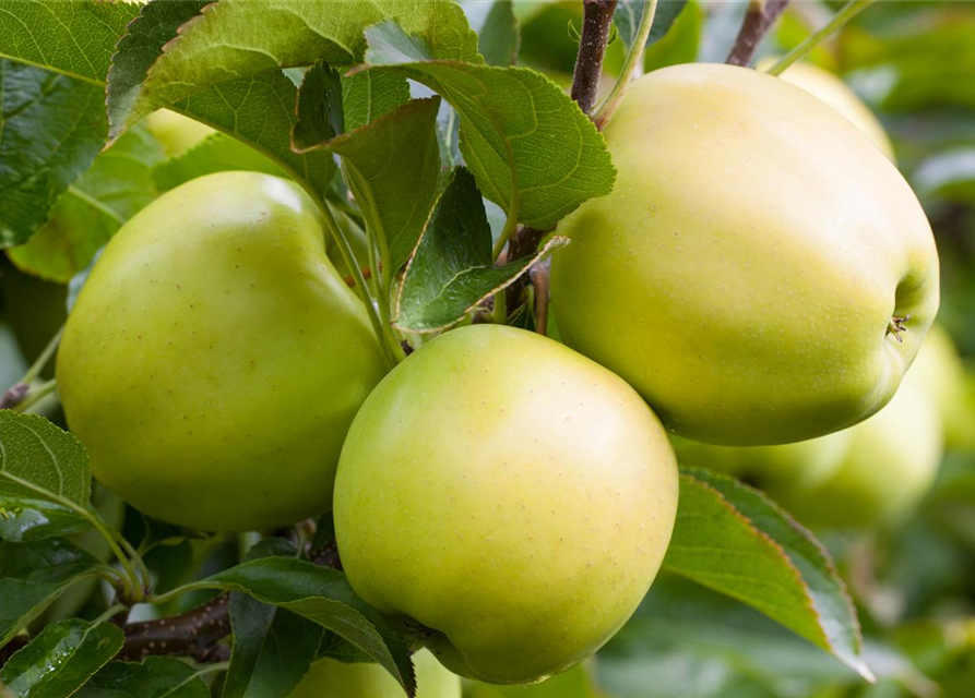 Apfel 'Golden Delicious'