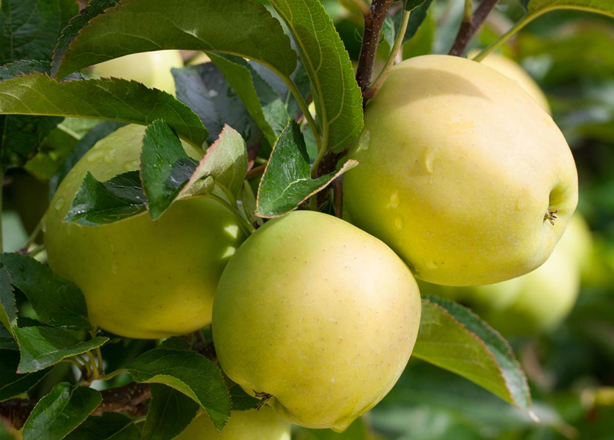 Apfel 'Golden Delicious'