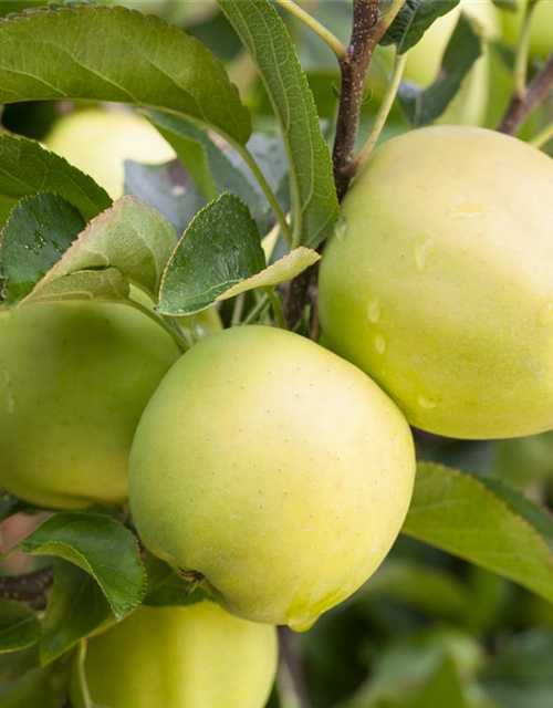 Apfel 'Golden Delicious'