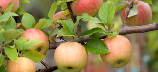 Winterapfel 'Goldparmäne'